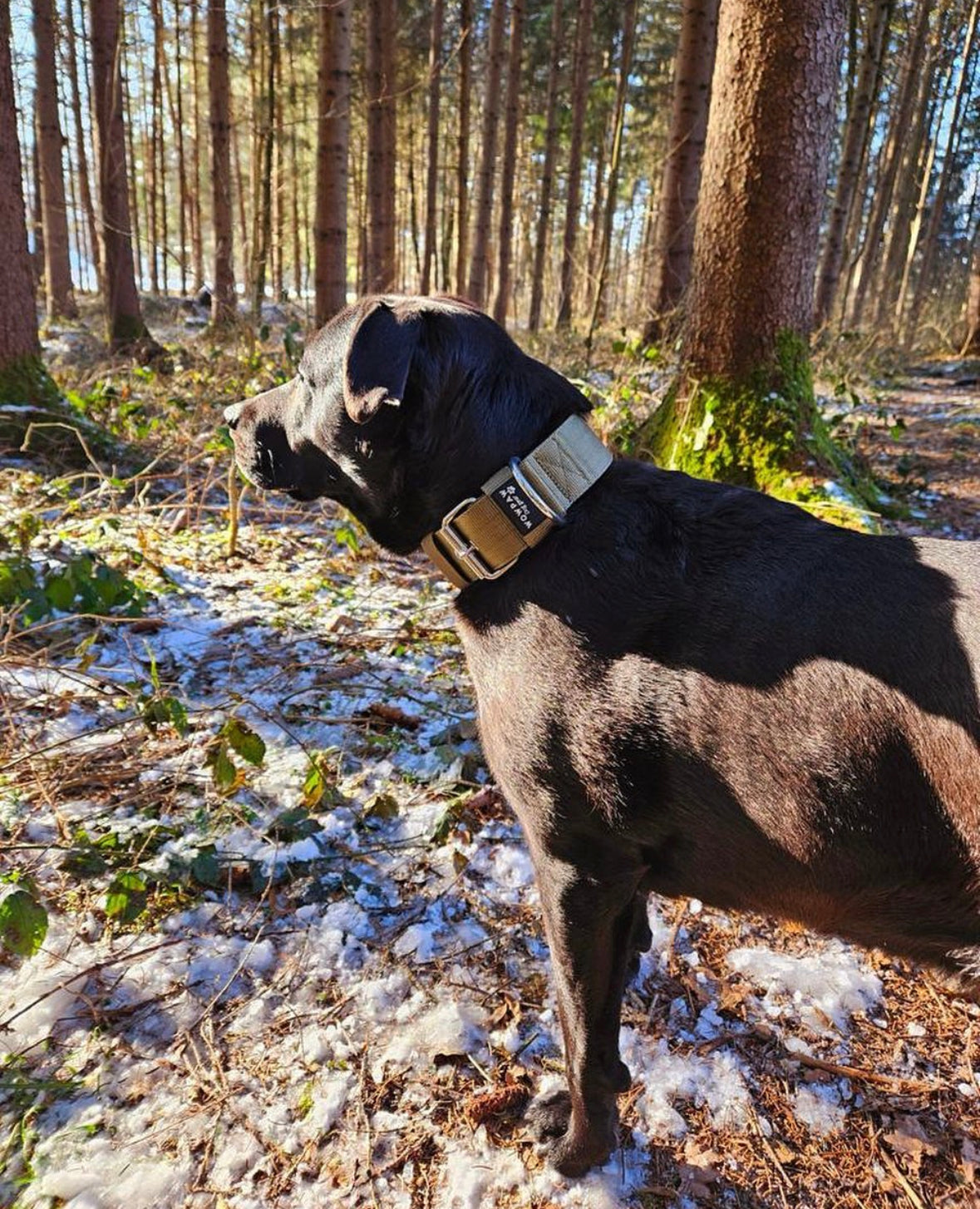 Hochwertiges Basic Hundehalsband Oliv Größe S