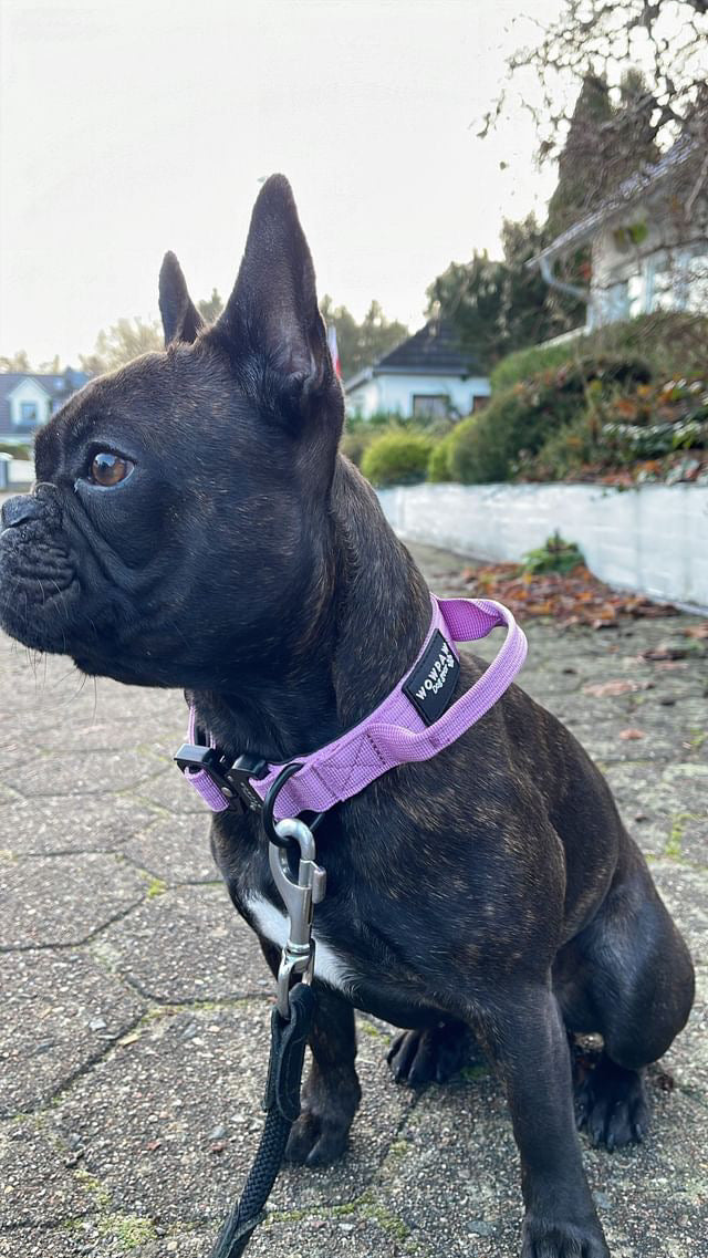 Collare tattico per cani di alta qualità XS 2,5cm lilla chiaro