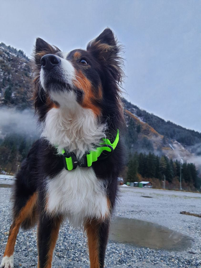 Collare tattico per cani di alta qualità verde neon taglia M