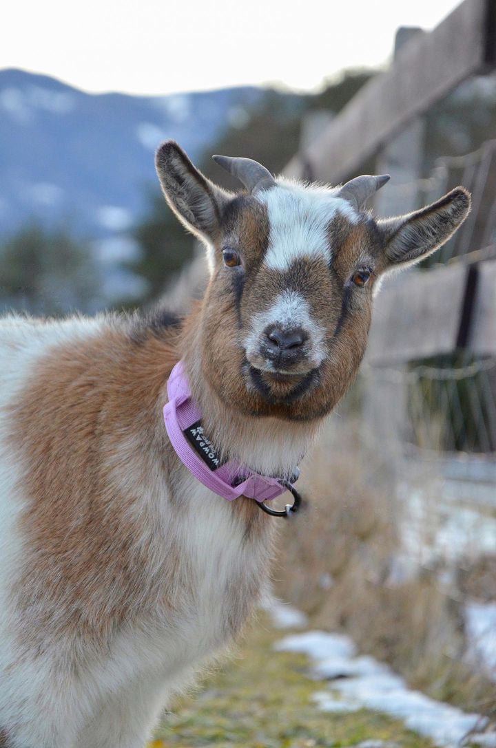 Collare tattico per cani di alta qualità XS 2,5cm lilla chiaro