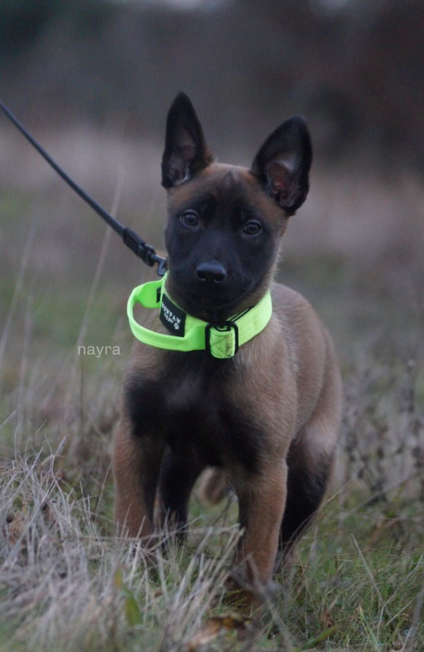 Collare tattico per cani di alta qualità XS 2,5cm verde neon