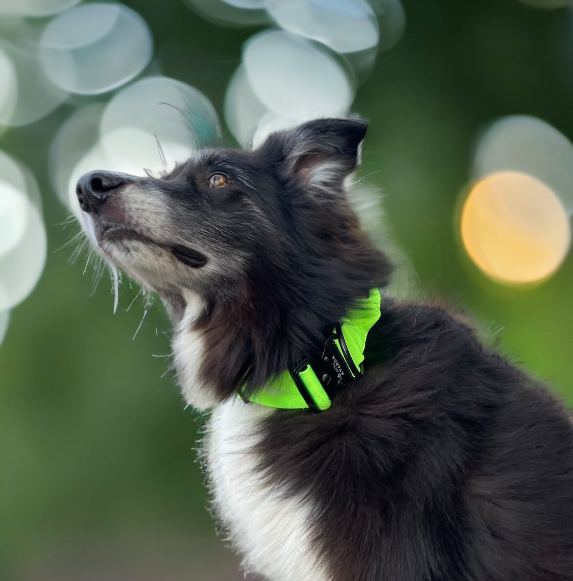 Collare tattico per cani di alta qualità verde neon taglia S