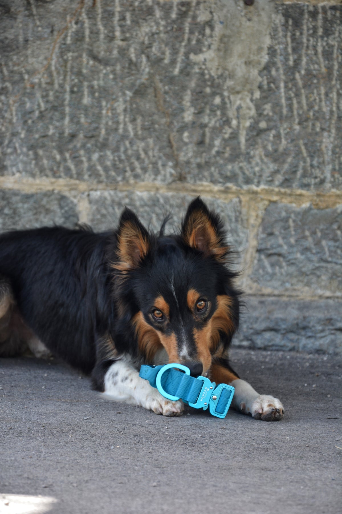 Taktisches Hundehalsband ULTRA LIGHT 3,8cm Hellblau Edition L