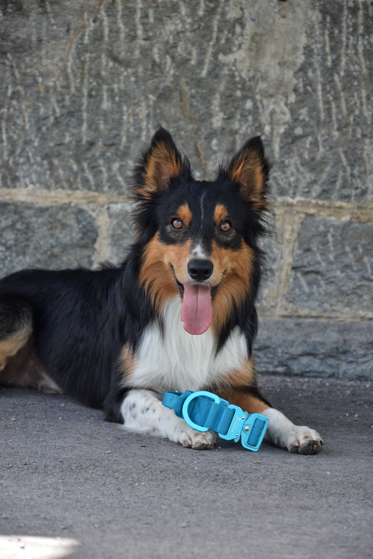 Taktisches Hundehalsband ULTRA LIGHT 3,8cm Hellblau Edition L