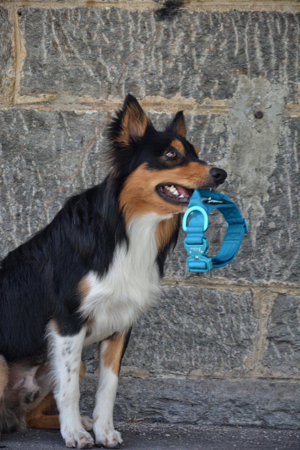 Taktisches Hundehalsband ULTRA LIGHT 3,8cm Hellblau Edition L