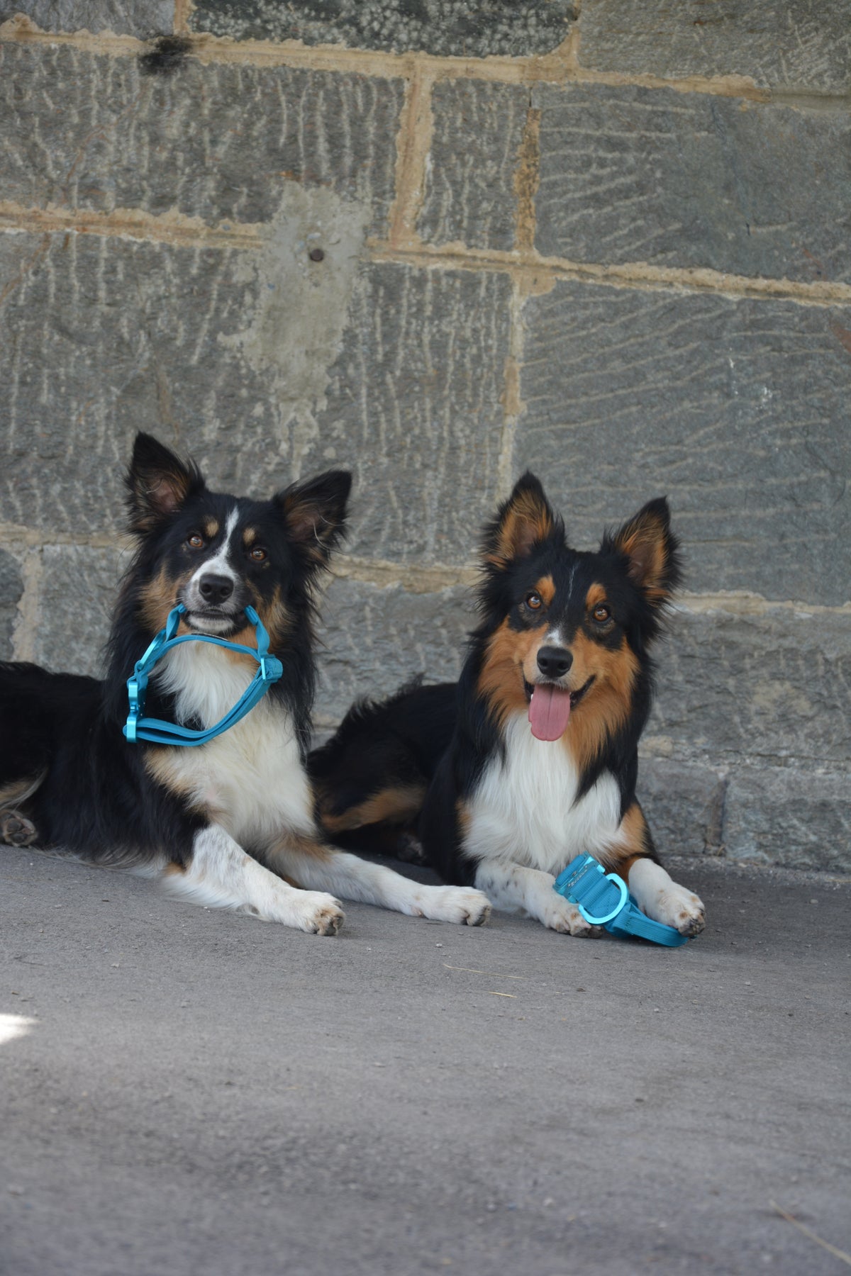 Taktisches Hundehalsband ULTRA LIGHT 3,8cm Hellblau Edition L