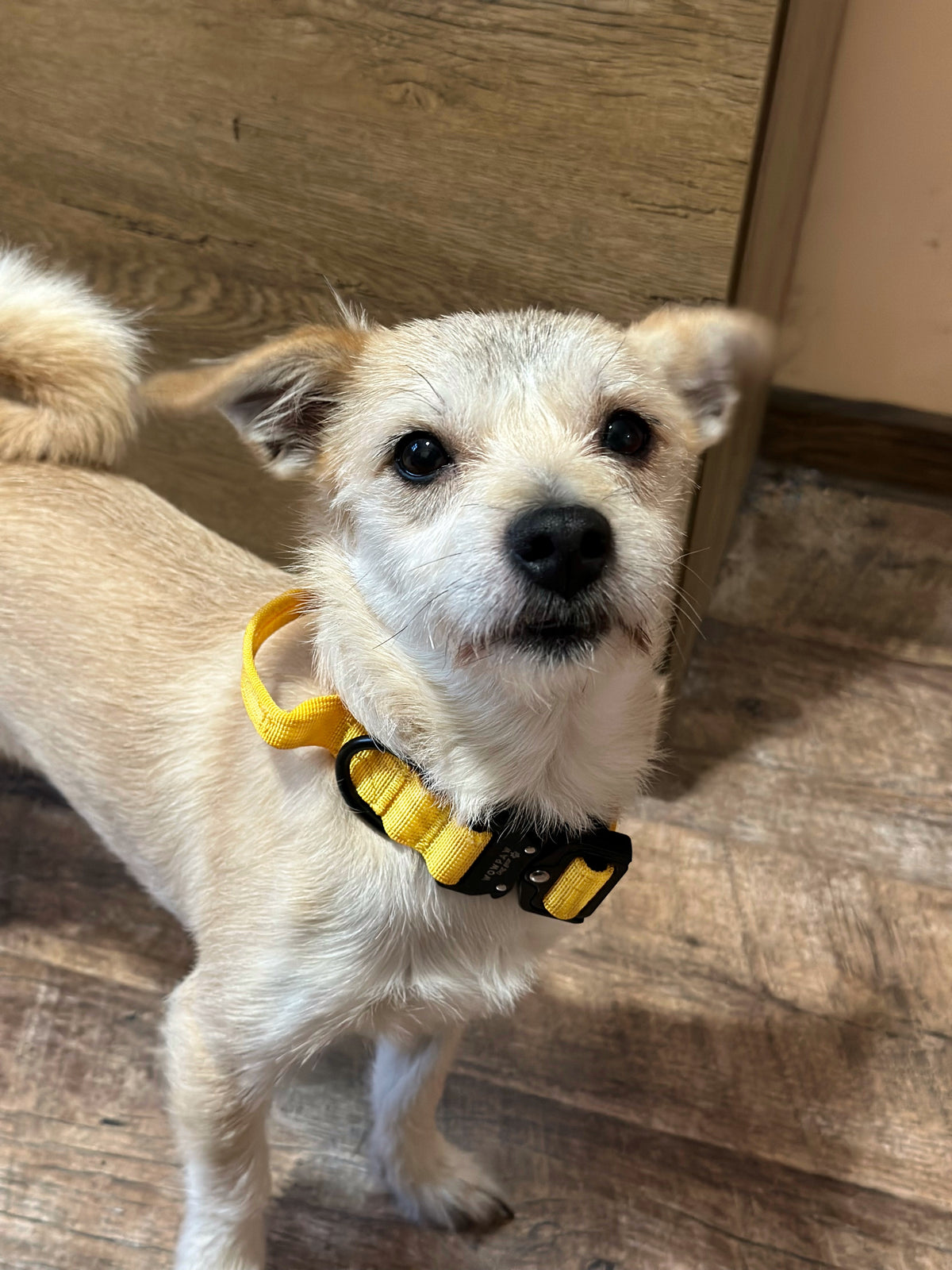 Collare tattico per cani di alta qualità XS 2,5cm giallo scuro
