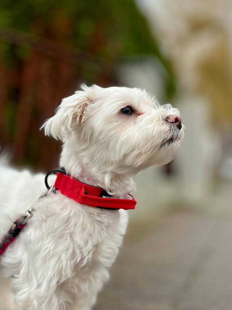 Collare tattico per cani di alta qualità XS 2,5cm rosso