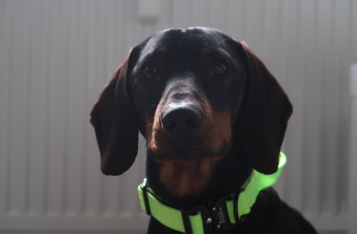 Collare tattico per cani di alta qualità XS 2,5cm verde neon