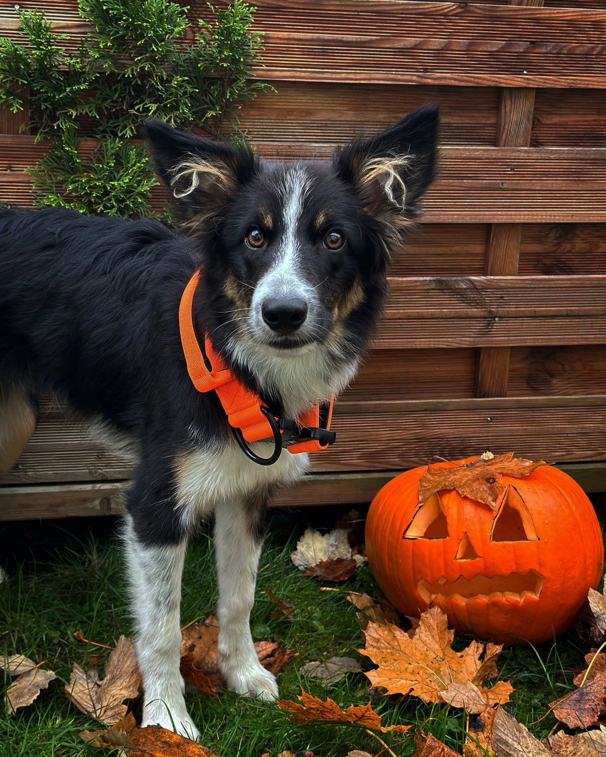 Collare tattico per cani di alta qualità arancione neon taglia S