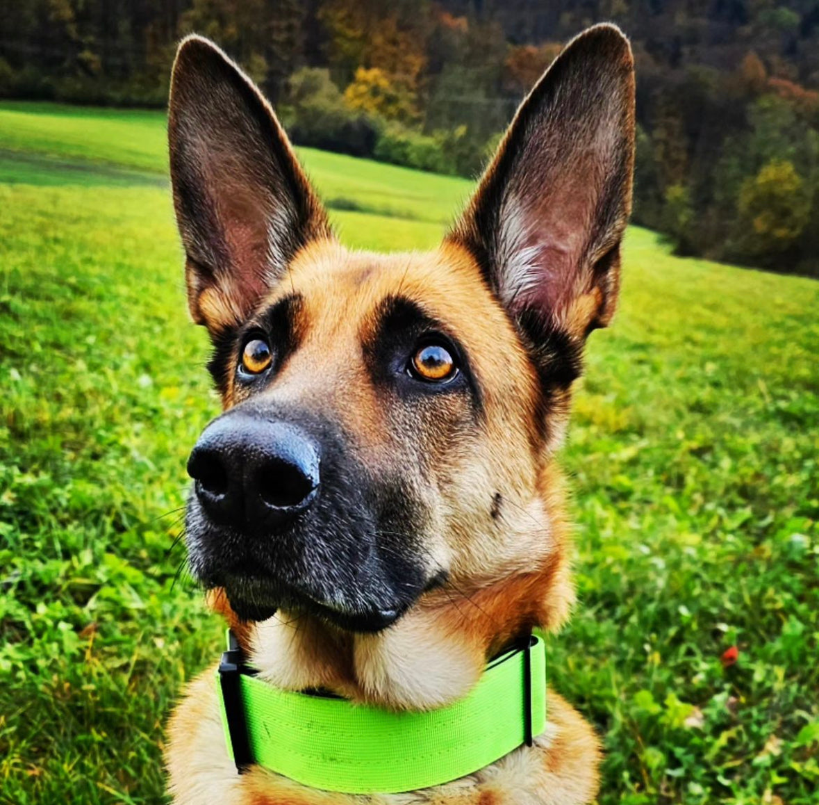 Collare tattico per cani di alta qualità verde neon taglia M