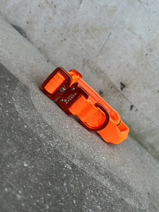 Collare tattico per cani di alta qualità XS 2,5cm Edizione arancione neon