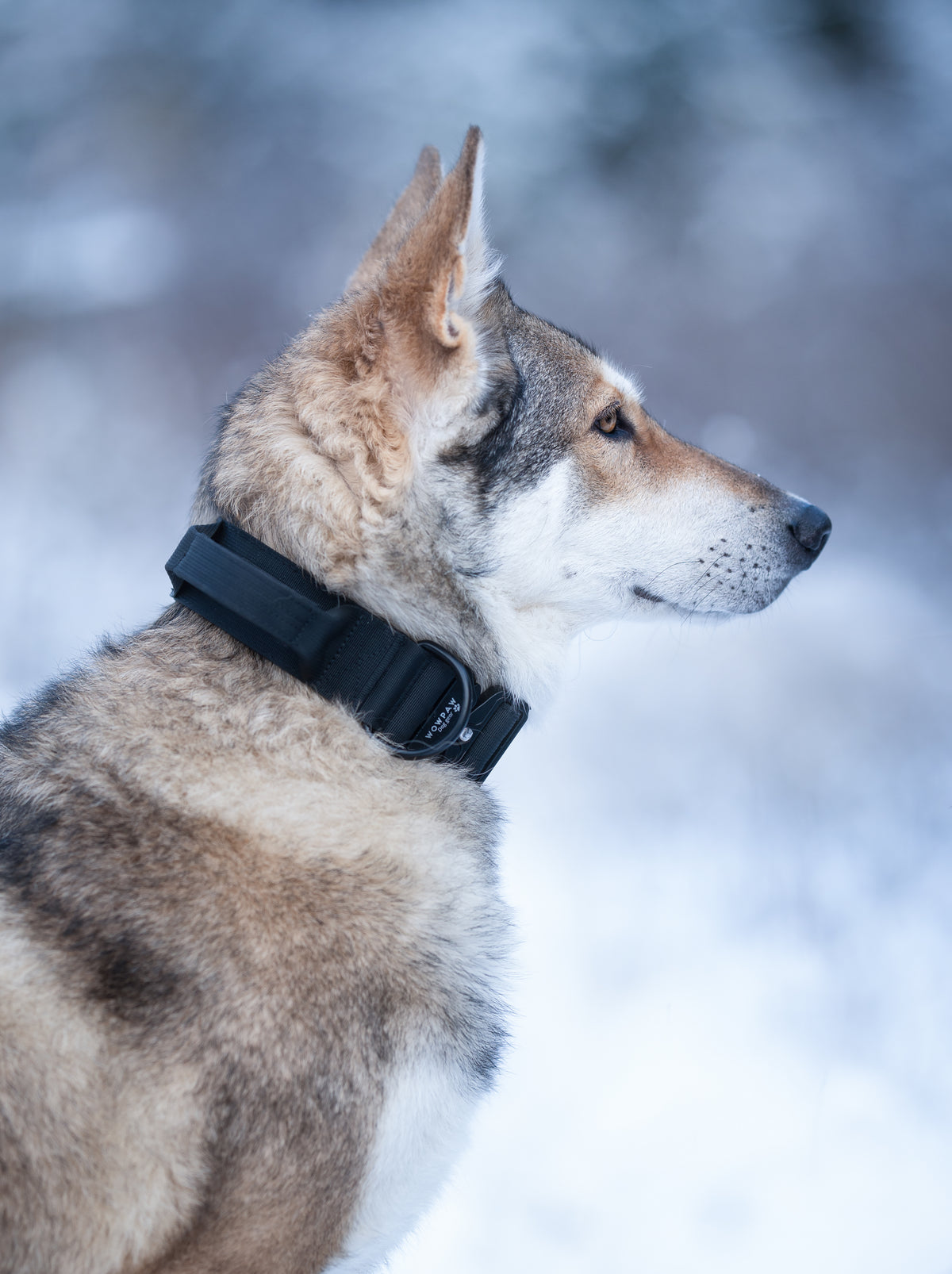 Collare tattico per cani di alta qualità nero taglia S